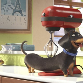 The Secret Life of Pets Picture 4