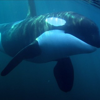 The Whale Picture 2