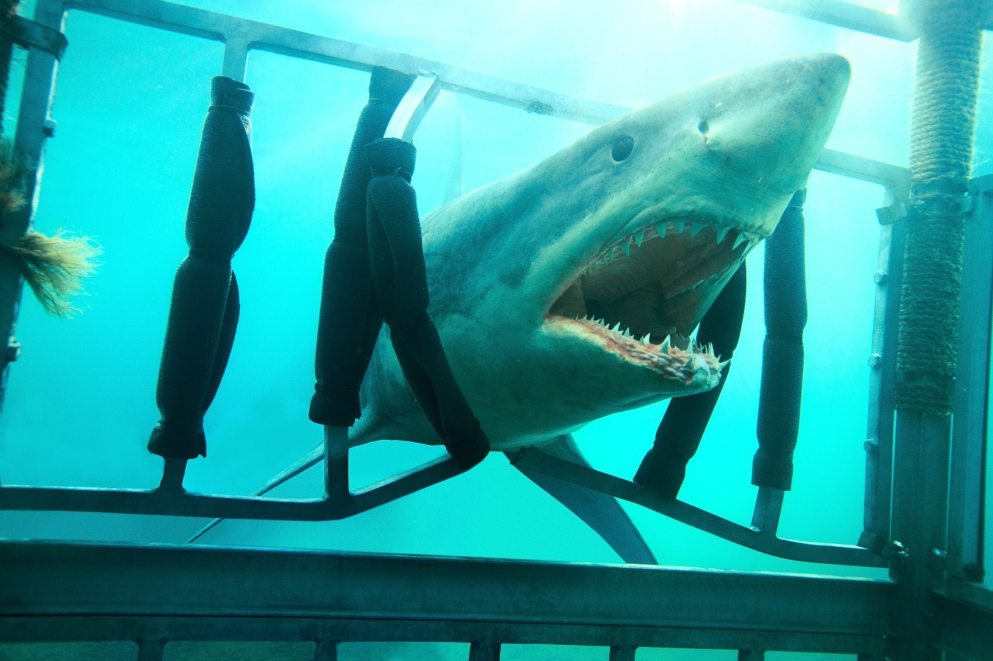 A scene from Relativity Media's Shark Night 3D (2011)