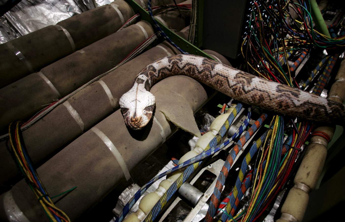 snakes_on_a_plane12.jpg