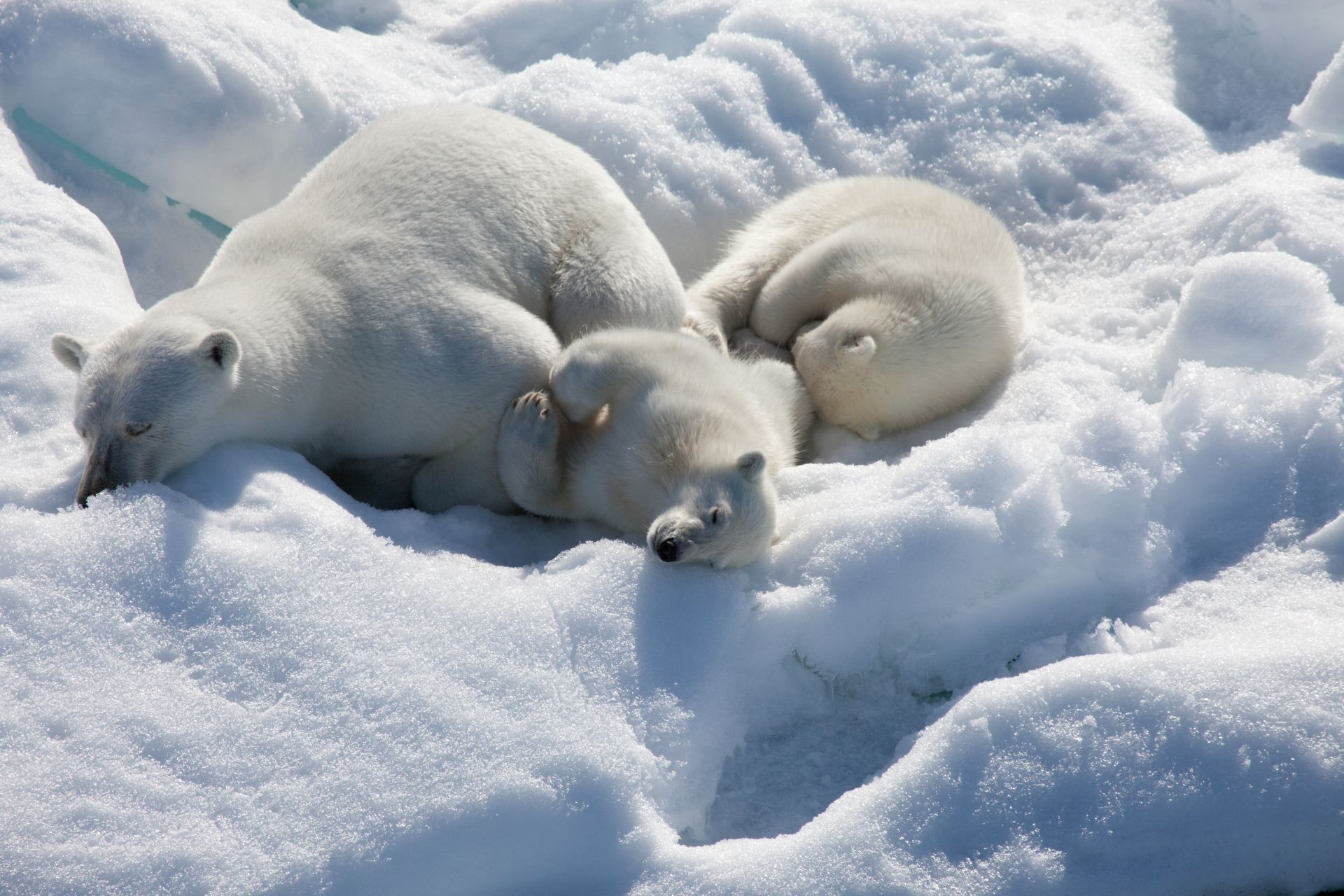To The Arctic 3D Movie Wallpapers Alt