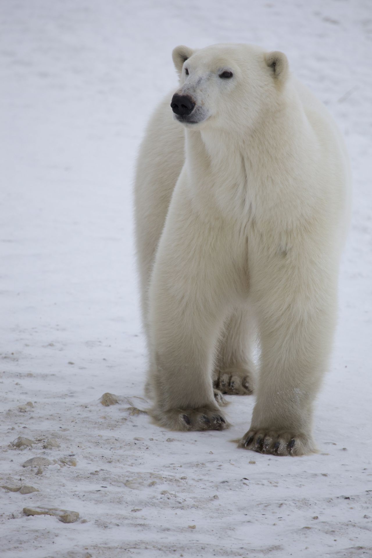 A scene from Warner Bros. Pictures' To the Arctic 3D (2012)