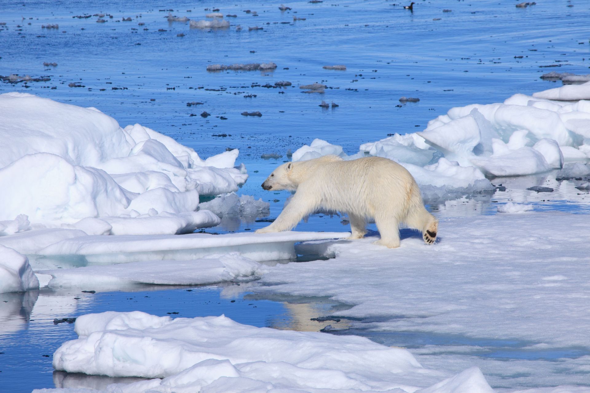 A scene from Warner Bros. Pictures' To the Arctic 3D (2012)