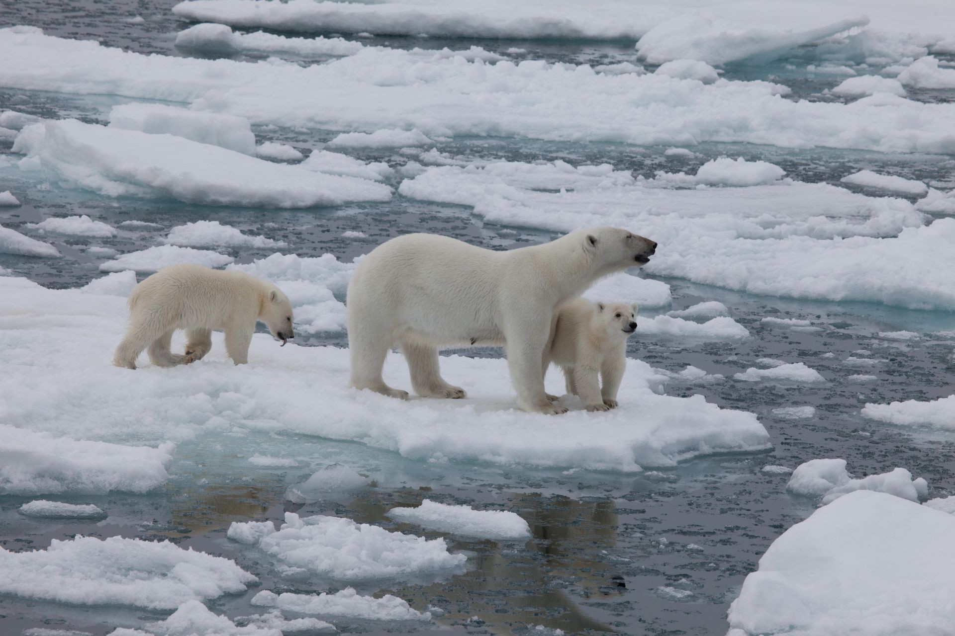 A scene from Warner Bros. Pictures' To the Arctic 3D (2012)