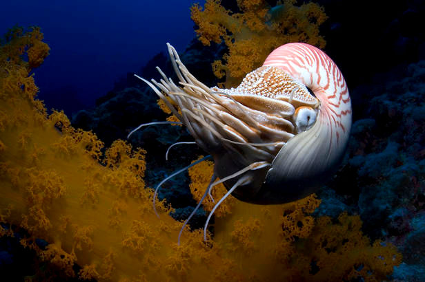 A scene from IMAX's Under the Sea 3D (2009)