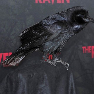 Special Screening of Relativity Media's The Raven - Arrivals
