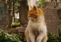 New Official Trailer for Pet Cemetery Murders Unveils Dark Secrets Ahead of HBO Max Release