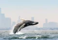 Blue Planet III Embraces Cloudier Footage to Combat AI Doubts and Prove Authenticity