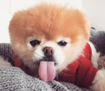 Who Could Get Angry at That Face?