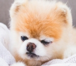 Grumpy But Still Cute
