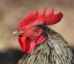 Steve Carell’s HBO Comedy Rooster Renewed After Five Episodes