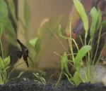 Getting Your Fish Tank Ready for Fish