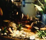 Why Your New Fish Needs a Time-Out Tank
