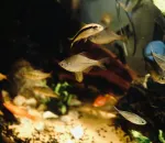 How to Clean a Fish Tank Without Killing Beneficial Bacteria