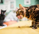 Your Indoor Cat Is Bored: How to Build a Space They'll Love