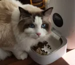 Automatic Cat Feeders: Pros, Cons, and What to Buy