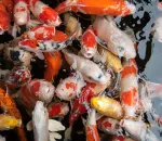 Why Is My Fish Gasping at the Surface? 5 Urgent Causes