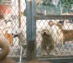 What No One Tells You About Adopting a Shelter Dog