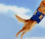 Air Bud Returns to Theaters With Dog-Friendly Summer Screenings Across US