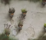 Herb Wall DIY: Fresh Flavor Without the Floor Space