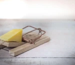 How to Prevent Home Pests without Chemicals
