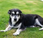 Adopting a Senior Pet: Costs, Joys, and What to Expect