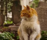 New Official Trailer for Pet Cemetery Murders Unveils Dark Secrets Ahead of HBO Max Release