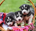 First 30 Days With a New Puppy: What to Do Each Week