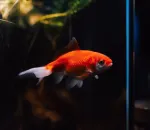 Fish Tank Setup for Beginners: What I Wish I Knew First