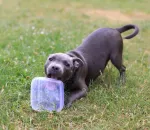 How to Sa Puppy From Biting and Nipping for Good