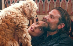 Bradley Cooper Insists No Nepotism Involved in Casting of His Dog in 'A Star Is Born'