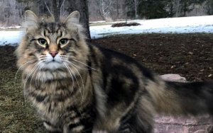 'Pet Sematary' Star Leo the Cat Has Died