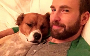 Chris Evans' Dog Left With Bald Patches After Grooming Went Wrong