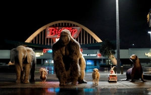 'The One and Only Ivan' Collects PETA Awards for Its CGI Use to Depicts Animals