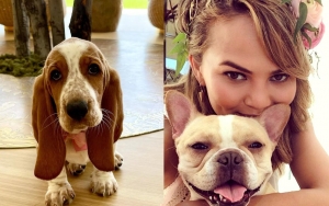 Chrissy Teigen 'in Love' With Her New Dog Pearl After French Bulldog Pippa Died 