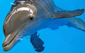 Winter, Star of 'Dolphin Tale', Dies at 16 After Battling Gastrointestinal Infection