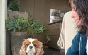 Courtney Cox's Adorable Dog Fails Viral Challenge in Hilarious Video