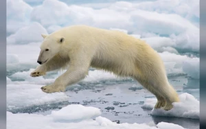 The Bear to Conclude With Season 5 on FX This Year