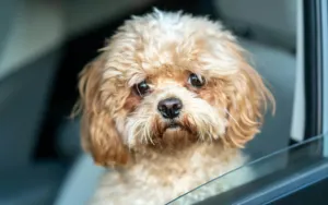 How To Get Dog Hair Out of a Car Without Losing Your Mind