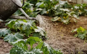 Smart Watering: Save Your Garden and Your Bill