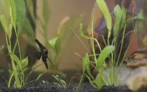 Getting Your Fish Tank Ready for Fish
