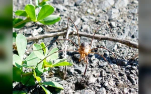 Nicolas Cage to Star and Produce New Film Expanding Longlegs Horror Franchise