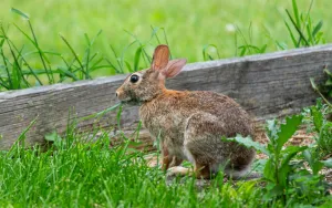 Turn Your Yard into a Sanctuary for Local Wildlife