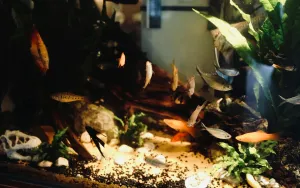 Why Your New Fish Needs a Time-Out Tank