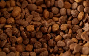 Raw Food vs. Kibble: Which Diet Really Works for Your Dog?