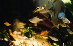 How to Clean a Fish Tank Without Killing Beneficial Bacteria