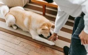 Potty Training an Adult Dog in an Apartment: Real Tips