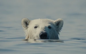 Mubi Secures Global Rights for Sundance-Winning Documentary Nuisance Bear