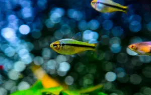 White Spots on Fish: How to Spot and Treat Ich Fast