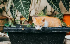 Your Cat and Your Plants: Toxic Dangers & Safe Swaps